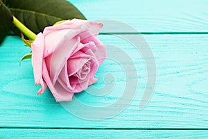 Pink rose on blue wooden background. Valentines day. Top view and copy space. Selective focus. Mock up