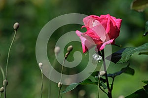 Pink rose with blurred green photon. Flower in the garden