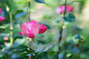Pink rose with blurred green photon. Flower in the garden
