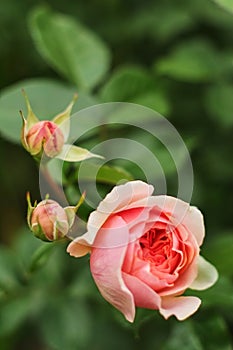 Pink rose on a blurry dark green leafy background.