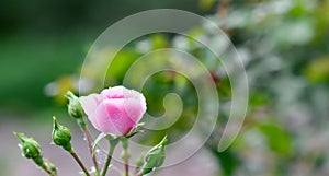 Pink rose Bonica with buds with dew drops in the garden. Perfect for background of greeting cards