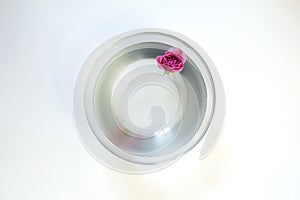 Pink rose in a bowl with water on a white background