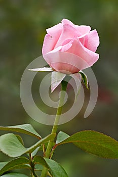 Pink rose bud