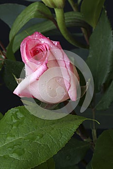 Pink Rose Bud