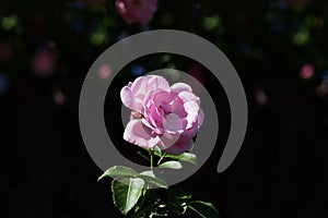 Pink rose bud with beautiful bokeh on dark background
