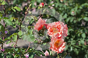 Pink rose Bud in a flower bed