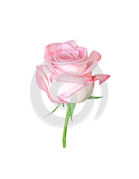 Pink rose bud flower  isolated on white background , clipping path