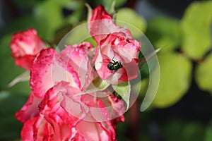 Pink rose bud with fly on petals