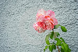 Pink rose bud in front of grey wall
