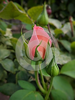 Pink Rose Bud In The Garden With Green Foliage