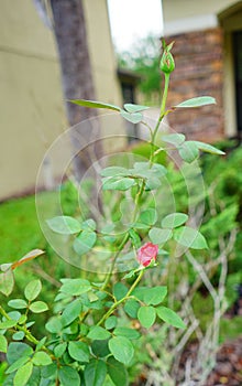 Pink Rose bud with green leaf background
