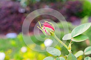 Pink Rose bud with green leaf background