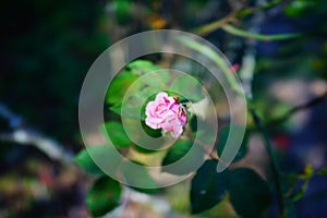 Pink Rose bud with green leaf background