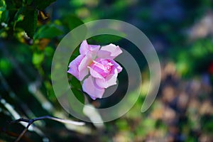 Pink Rose bud with green leaf background