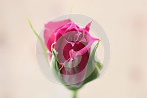 Pink rose bud. Green leaf texture. Nature floral background. Organic botanical beauty macro closeup