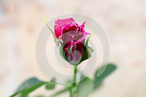 Pink rose bud. Green leaf texture. Nature floral background. Organic botanical beauty macro closeup