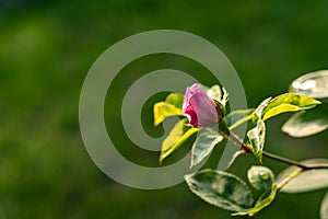 Pink rose bud isolated on a green bg
