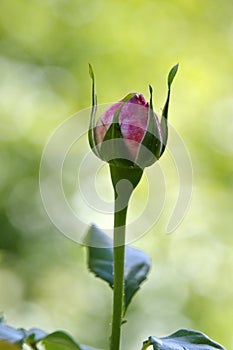 A pink rose bud isolated on green ground