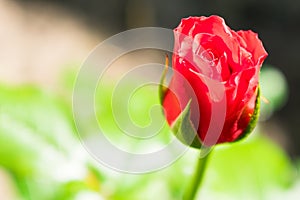 Pink rose bud. Unopened rose in the garden