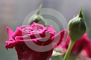 Pink rose buds bush. Green leaf texture. Nature floral background. Organic botanical beauty macro closeup