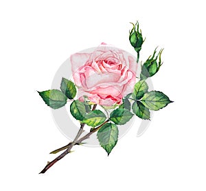 Pink rose with buds, leaves. Watercolor art