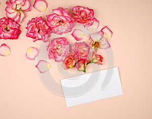 pink rose buds and a white paper envelope on a bieg background