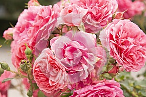 Pink rose bush close up. Blooming garden plant under sunlight. Beautiful climbing rose.