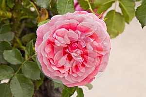 Pink rose bush close up. Blooming garden plant under sunlight. Beautiful climbing rose.