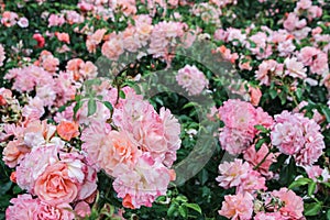 pink rose bush in garden