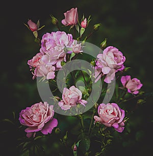 Pink rose bush in the garden outdoors