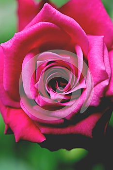 Pink rose bush. Green leaf texture. Nature floral background. Organic botanical beauty macro closeup