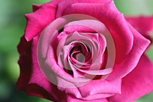 Pink rose bush. Green leaf texture. Nature floral background. Organic botanical beauty macro closeup