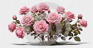 a pink rose bush , png file of isolated cutout object on transparent background