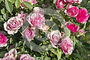 Pink rose bushes with flowers in different stages of flowering, fresh buds, in bloom or wilted and dry and serrate leaves