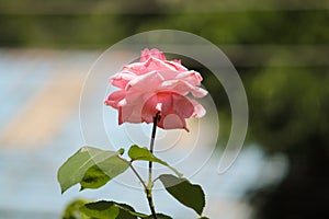 A pink rose centered in the sun