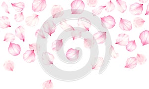 Pink rose,cherry, plum, sakura petals frame on white background.Valentines day,wedding, mother day,japanese hanami
