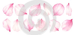 Pink rose,cherry, plum, sakura petals isolated on white background.Valentines day,wedding, mother day,japanese hanami