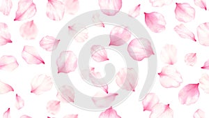 Pink rose,cherry, plum, sakura petals on white seamless background.Valentines day,wedding, mother day,japanese hanami