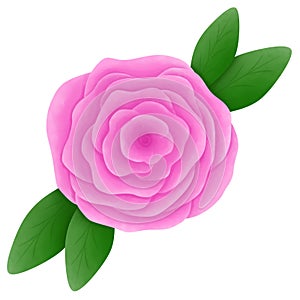 pink rose clipart