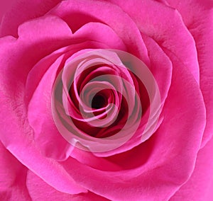 Pink rose close up
