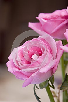 Pink rose close-up 4