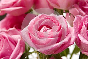 Pink rose close-up 5