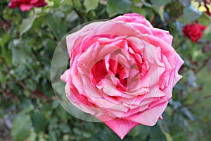 Pink rose close up blurry back ground