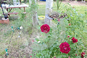 Pink rose close up blurry back ground  g