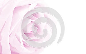 Pink rose close-up with empty space for design as floral background. Soft focus. For love or wedding concept