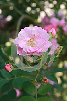 Pink rose
