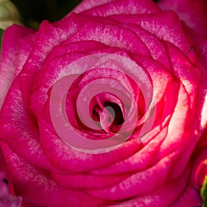 Pink rose close-up macro