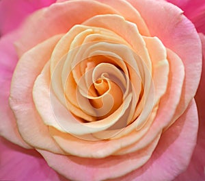 Pink rose close up