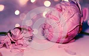 Pink rose close up, macro, petal and wilting flower, bokeh