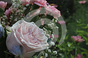 Pink Rose Close up Outdoors at Wedding